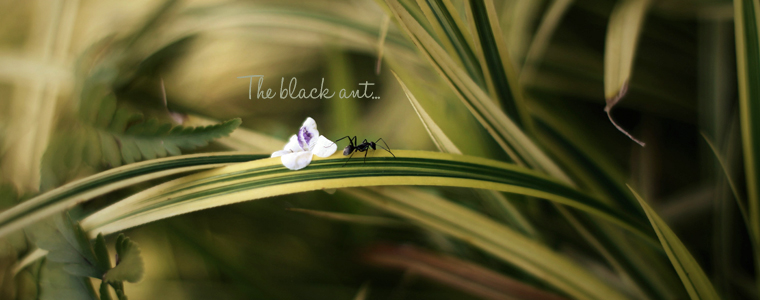 Black-ant