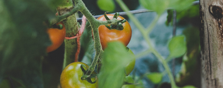 Biological-Pesticides